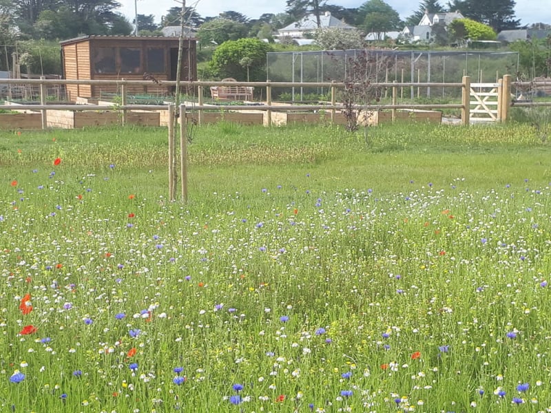 meadow