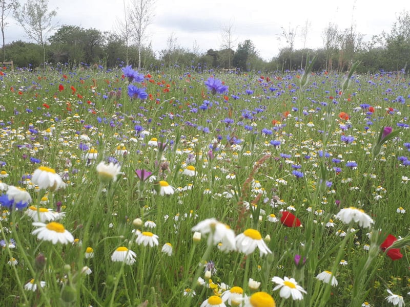 wild flower meadow