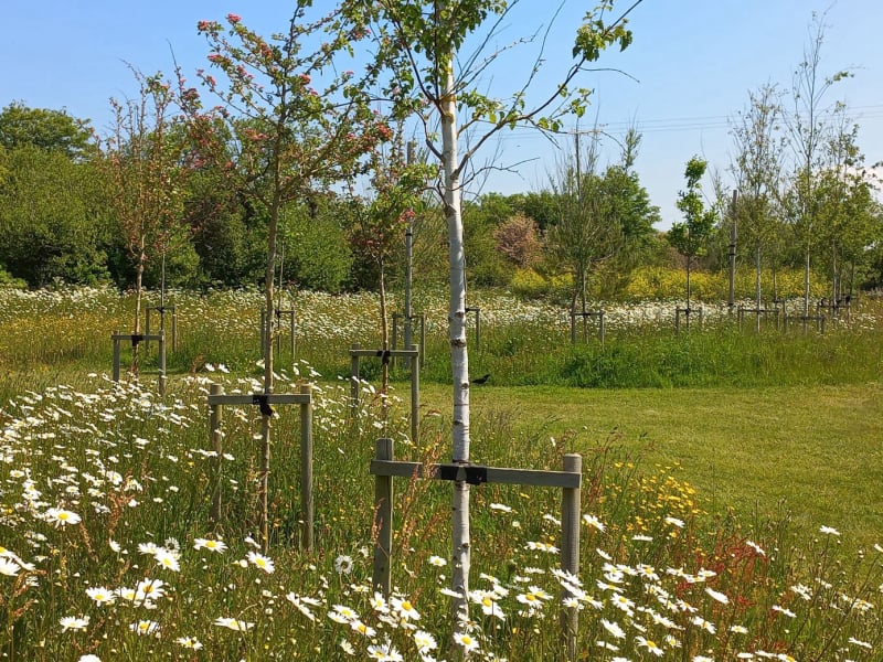 tree avenue