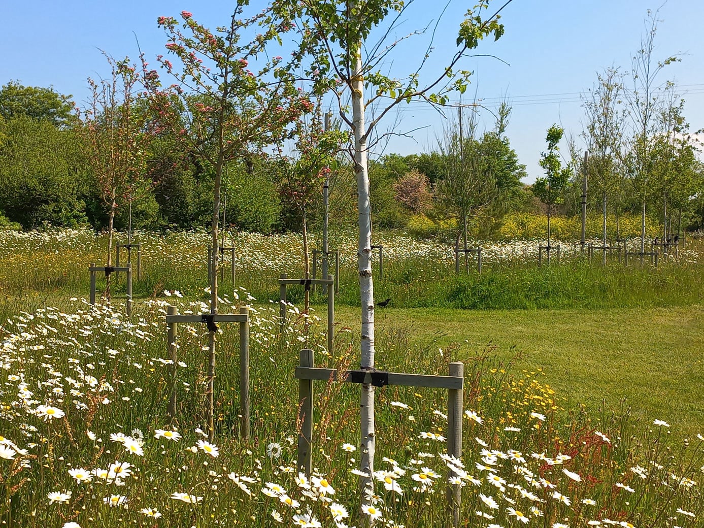 tree avenue