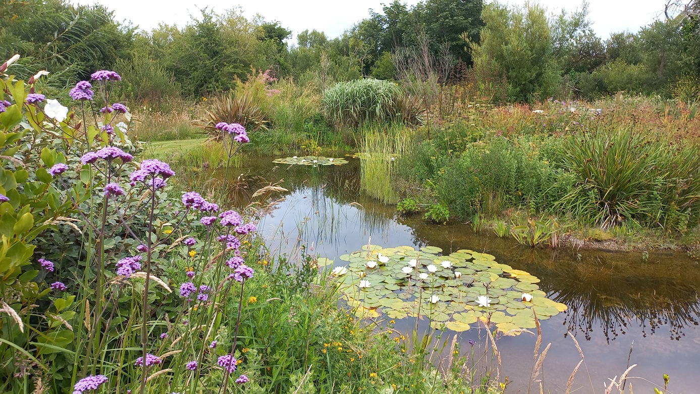 wildlife pond